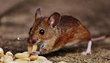 24 Hour & Emergency Exterminators in Crum Lynne, PA
